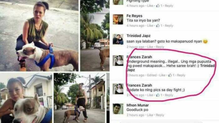 Ruthless Pinay gets flak for entering pet dog in underground fight