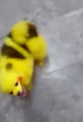 Pokemon fan outraged 'netizens' with his dog's viral video
