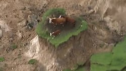 Hindi pa namin panahon mga bes! Farmer rescues 3 stranded cows that survived NZ 7.8 magnitude quake