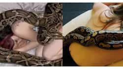 Woman sleeps with her pet snake every night... Then doctors warn her about possible consequences!
