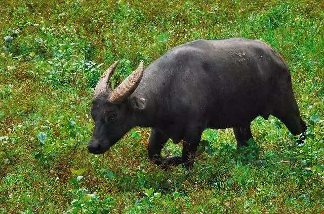 Thousands of carabaos like this feed their masters in the Philippines and around the world