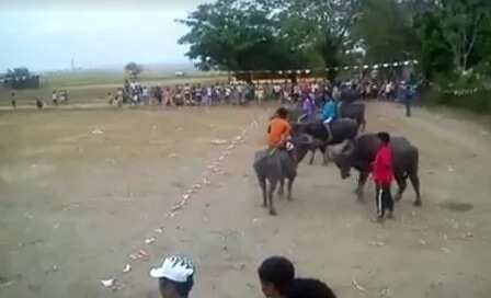 Video of Carabao race went viral