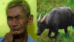 Poor old farmer mourns for his carabao after thieves did this terrible thing for him