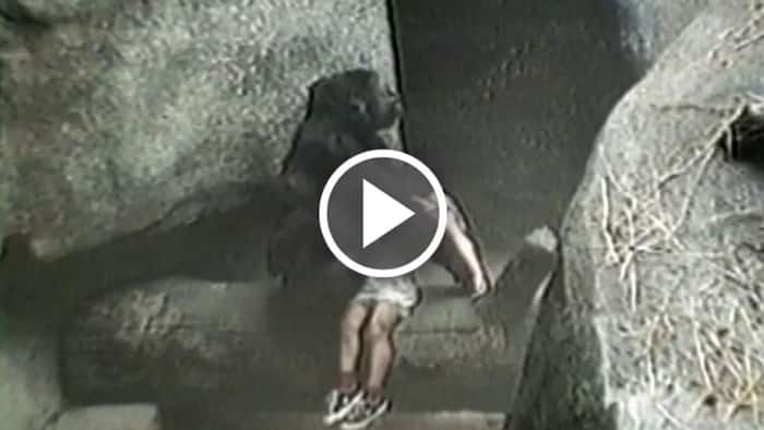 Watch giant Gorilla saves 3-year-old boy's life after he fell into her pit