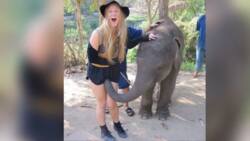 An elephant decided to show his affection for a woman. What he did will make you laugh to tears!