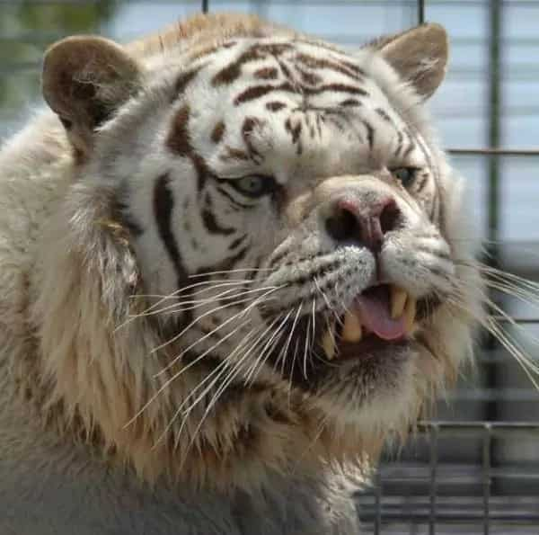 Say hello to Kenny, the inbred white tiger with down syndrome