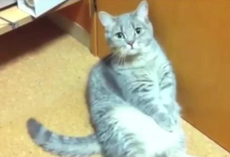 Chubby cat begs master for food in viral video