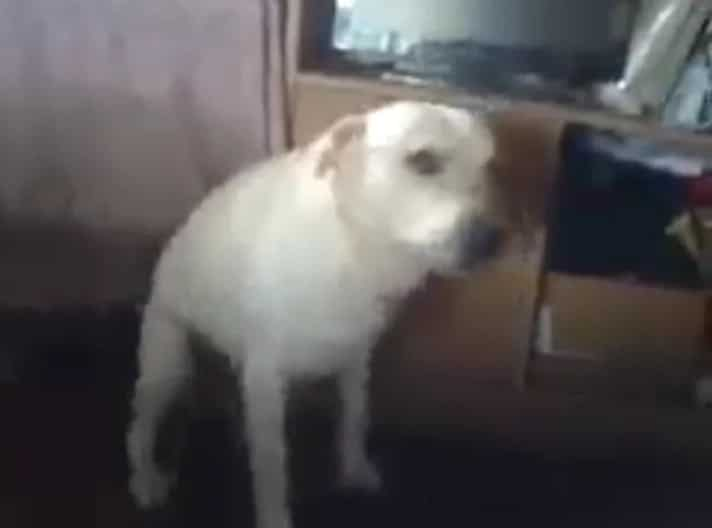 Dog dancing to 'Twerk it like Miley' will make you laugh