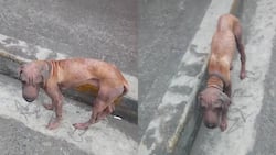 Poor thing! This wandering scrawny dog captures the heart of this netizen and asks for our help