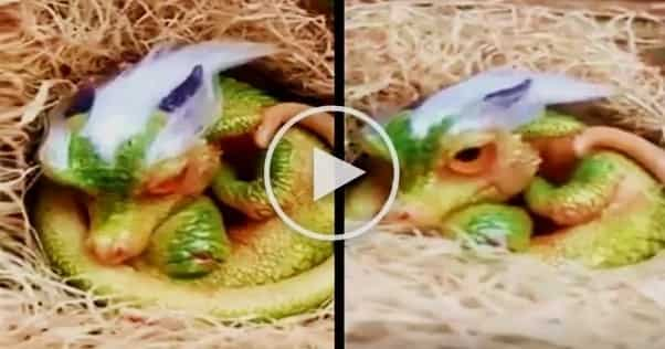 Video of cute ‘baby dragon’ in Thailand surfaces online - KAMI.COM.PH