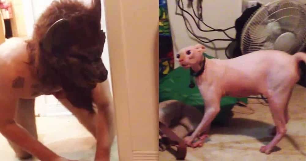 VIDEO: Cat reacts to his owner wearing a werewolf mask