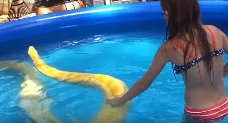 VIDEO: Girl swims with a giant snake in the pool