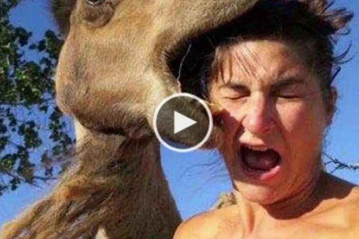 Animal attacks on humans caught on video Animal attacks on humans caught on video