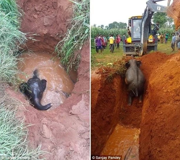 Baby elephant was rescued thanks to his mother trumpeting for help
