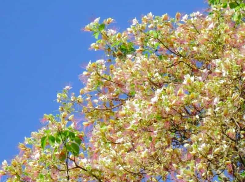Pinoy trees that rival Japan's cherry blossoms