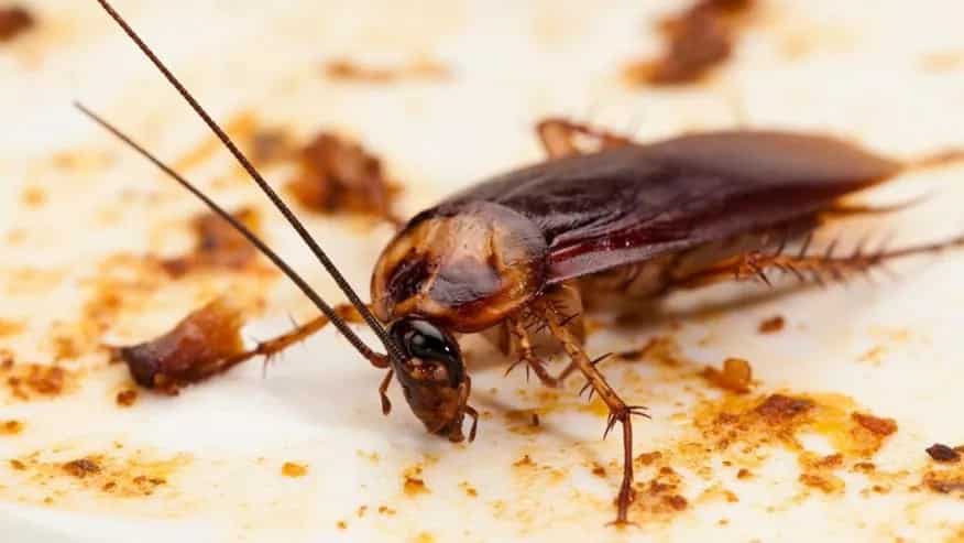 Cockroach milk more nutritious than cow's - says scientists