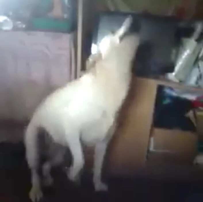Dog dancing to 'Twerk it like Miley' will make you laugh