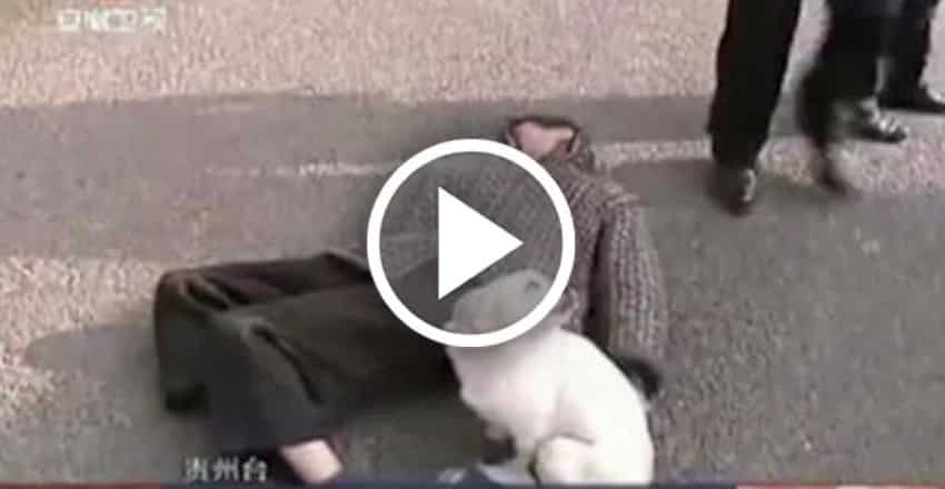Dog guards owner who passed out in the middle of the street