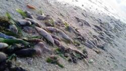 China dumps chemicals, kills fish around Kalayaan Island to drive away Filipino fishermen