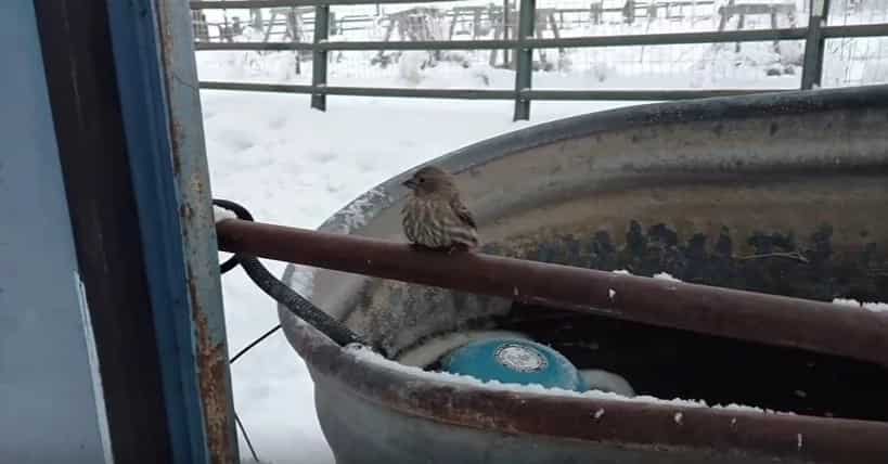 A Man Uses His Breath To Free A Sparrow Frozen To A Fence
