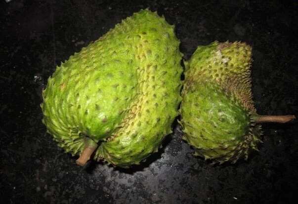 The leaves of soursop are 1.000 times stronger at killing cancer cells than chemotherapy!