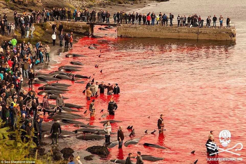 120 whales slaughtered in Faroe Islands this week as part of celeb