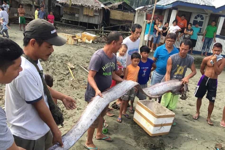 oarfish oarfish