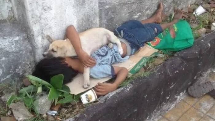 Portrait of pure love: the loyal dog and its poor master
