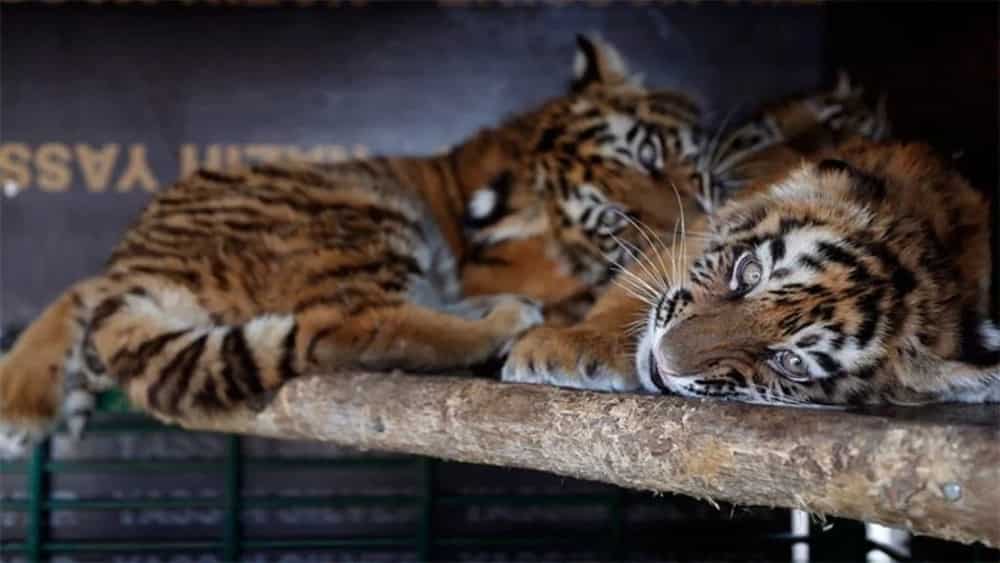 Source: I Iz Cat Source: I Iz Cat