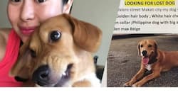 Filipina cries for help to find her lovely dog. PH10,000 reward is offered
