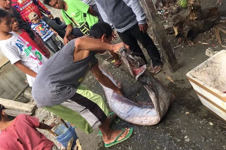 oarfish oarfish