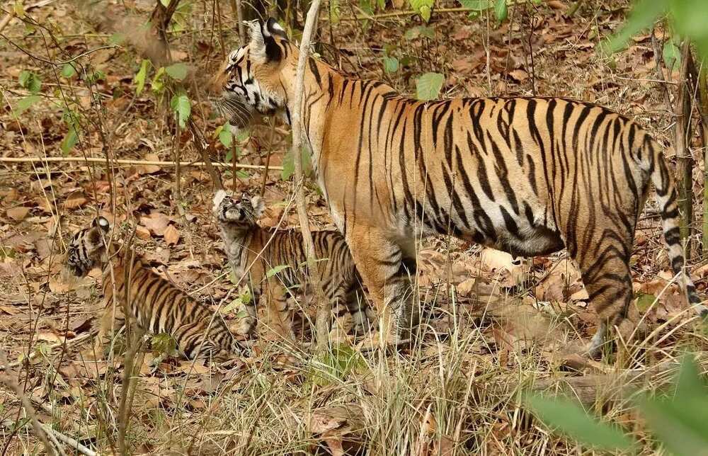 Tiger population increases worldwide thanks to conservation