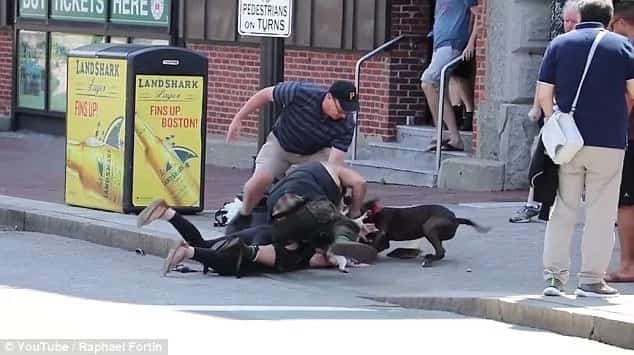 Pit bull savagely attacks little beagle and his female owner