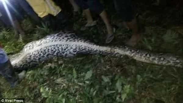 In a search for a missing neighbor, locals spotted a reticulated python. After killing this fattened monster they stop leaving their houses by night.