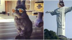 Somebody Put Sunglasses on a Cute Bunny and Internet Went Totally INSANE(10+ Pics)