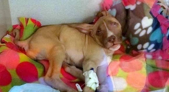 This heroic pitbull saved the life of a little puppy!