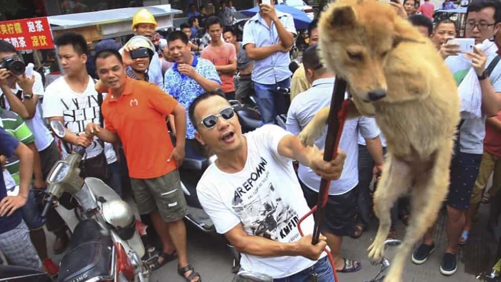 China’s controversial dog-meat festival ended