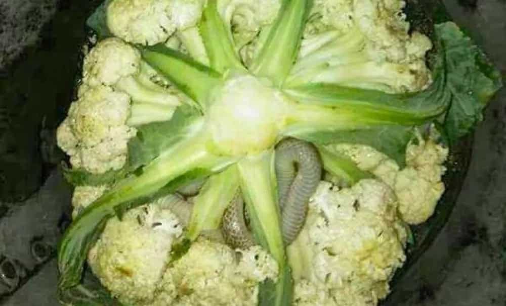 Woman buys a cauliflower from suspicious street vendor. When she looks in its bottom, she spots this little guy moving