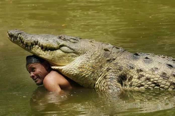 Dangerous friendship: meet the man who swims daily with a 5-meter crocodile