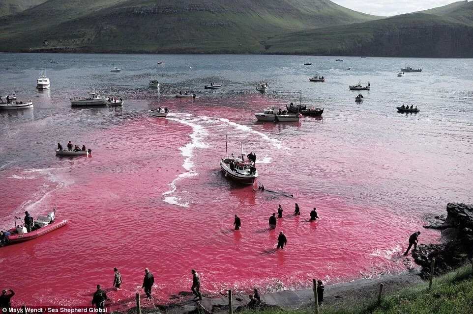 120 whales slaughtered in Faroe Islands this week as part of celeb