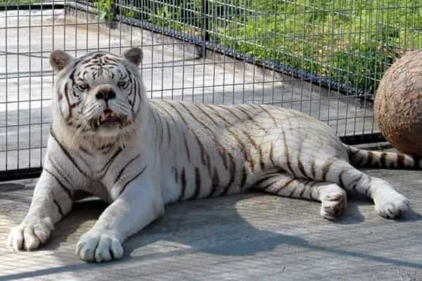 Say hello to Kenny, the inbred white tiger with down syndrome