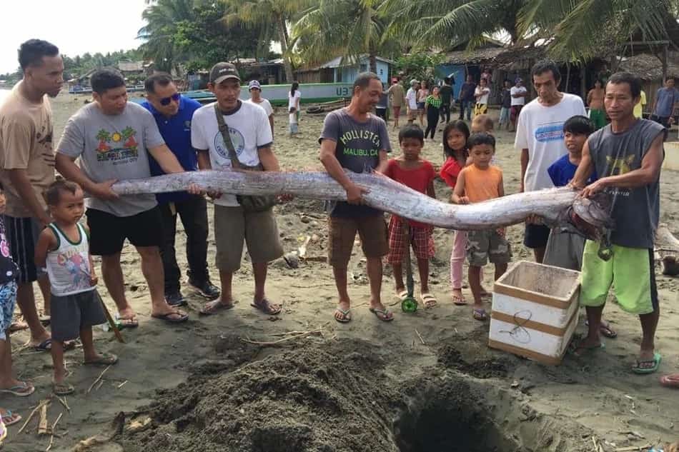 oarfish oarfish