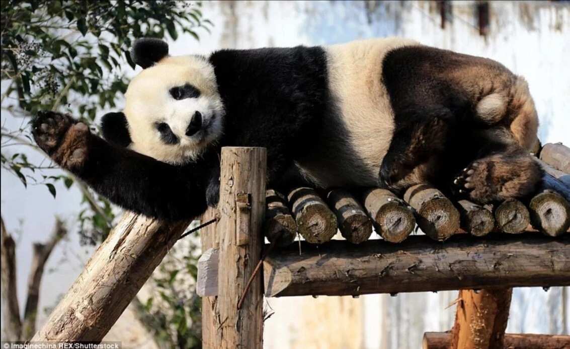 Панда сжиматель фото