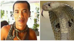 'Cobra King' from Sorsogon dies from the bite of his own pet snake
