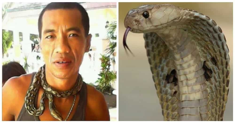 'Cobra King' from Sorsogon ironically dies from the bite of his own pet snake