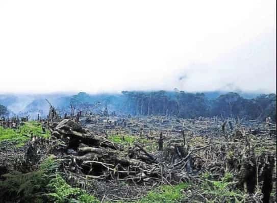 Farmers burned parts of Mt. Pulag due to crop infestation