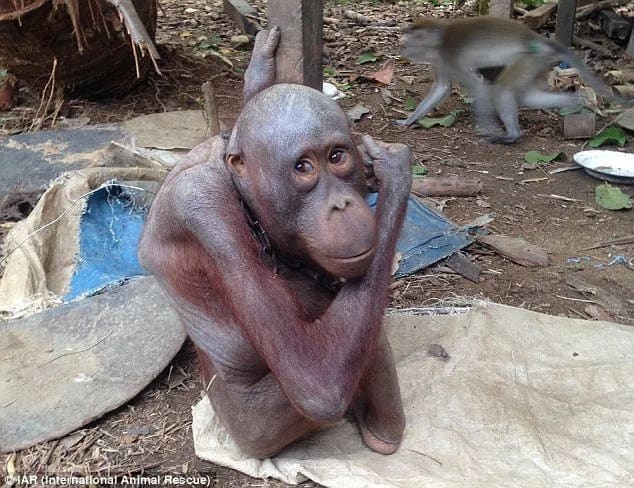Orangutan chained for four years finally sees second chance at life