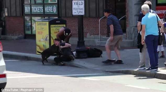 Pit bull savagely attacks little beagle and his female owner