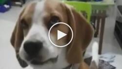 This adorable dog gets mad whenever owner tells him he’s adopted