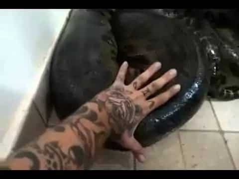 Look what happens after man tried to pet giant anaconda